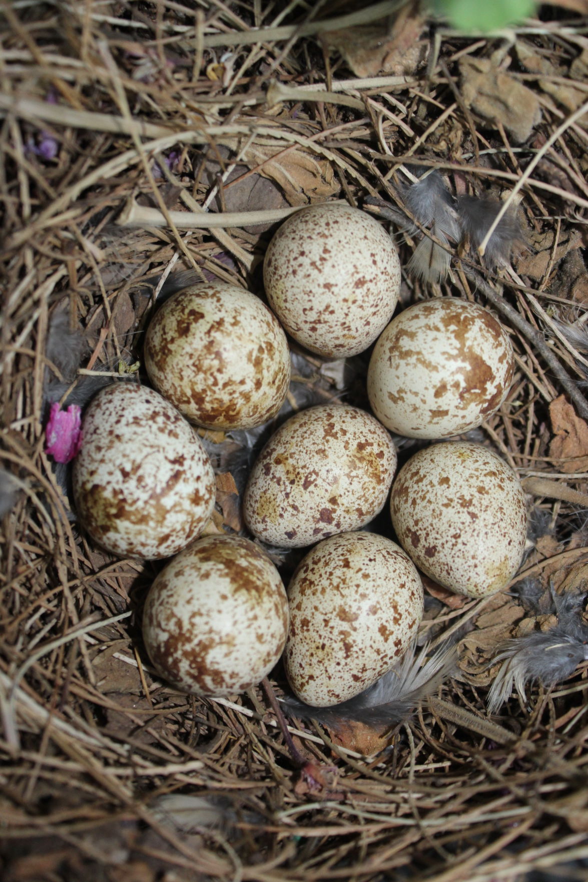 Quail Egg Nest